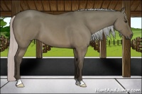 Horse Color:Silver Bay Roan Dun