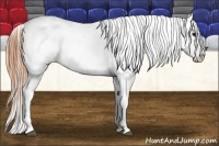 Horse Color:Buckskin Appaloosa  Brindle