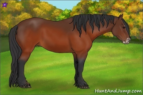 Horse Color:Brown Splash Frame Rabicano