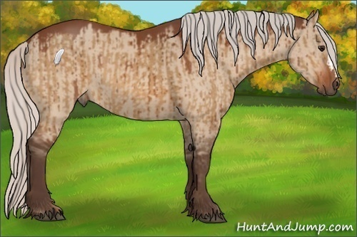 Horse Color:Silver Bay Dun  and Silver Brown Dun 