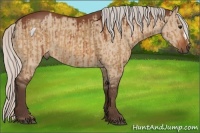 Horse Color:Silver Bay Dun and Silver Brown Dun