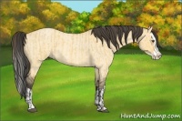 Horse Color:Buckskin Roan Dun Splash and Buckskin Roan Dun Splash