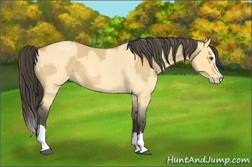 Horse Color:Buckskin Roan Dun Splash  and Buckskin Roan Dun Splash 