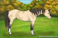 Horse Color:Buckskin Roan Dun Splash  and Buckskin Roan Dun Splash 