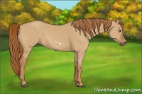 Horse Color:Red Dun  and Red Dun Frame 