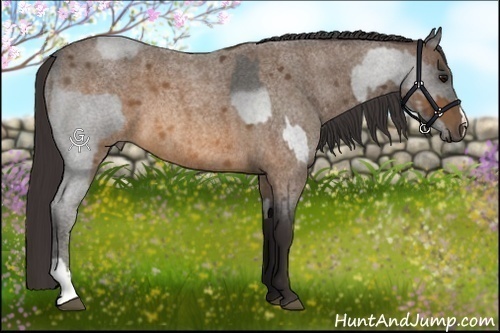 Horse Color:Smoky Blue Roan and Buckskin Roan