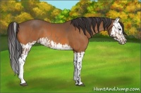 Horse Color:Buckskin  and Buckskin Splash 