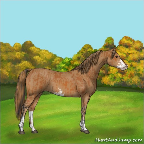 Horse Color:Bay  and Chestnut Sabino 