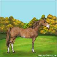 Horse Color:Bay  and Chestnut Sabino 