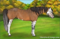 Horse Color:Buckskin  and Buckskin Splash 