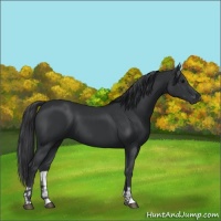 Horse Color:Black and Black