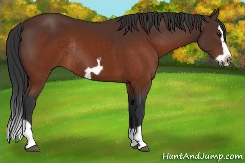 Horse Color:Brown Splash Frame Rabicano 