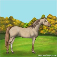 Horse Color:Red Dun  and Red Dun 