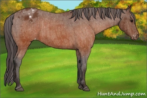 Horse Color:Brown Appaloosa  Brindle