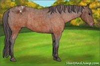 Horse Color:Brown Appaloosa  Brindle