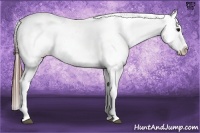 Horse Color:Brown Appaloosa Brindle