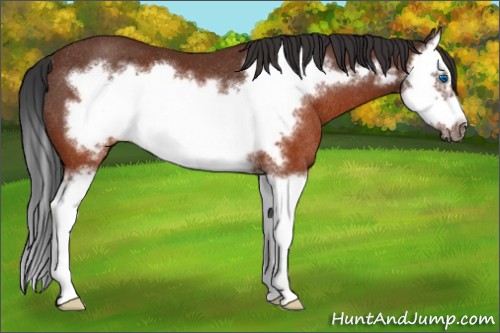 Horse Color:Brown Splash Frame Rabicano 