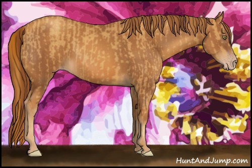 Horse Color:Gold Champagne  and Gray Gold Champagne 