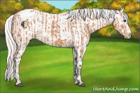 Horse Color:Silver Bay Appaloosa  and Silver Bay Splash Appaloosa 