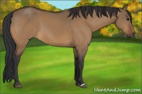 Horse Color:Bay Dun 