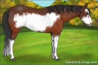 Horse Color:Brown Splash Frame Rabicano 