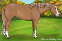 Horse Color:Chestnut Splash 
