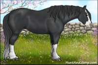 Horse Color:Black Splash
