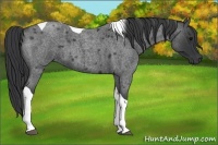 Horse Color:Blue Roan Tobiano 