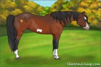 Horse Color:Brown Splash Frame Rabicano 