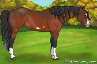 Horse Color:Brown Splash Frame Rabicano