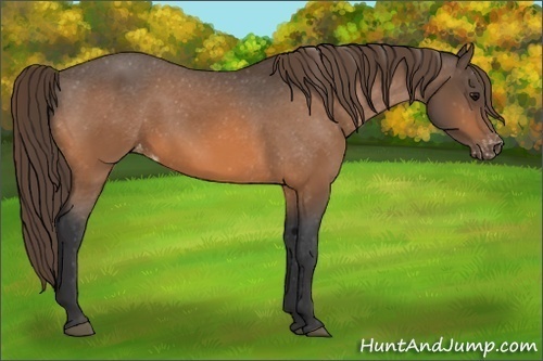 Horse Color:Buckskin Varnish 