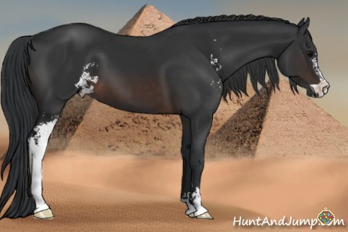 Horse Color:Brown Sabino 