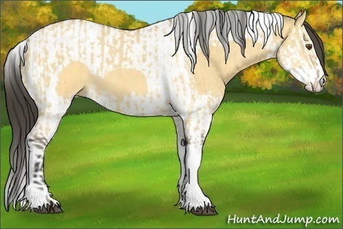 Horse Color:Buckskin Dun Tobiano and Buckskin Dun Splash Tobiano