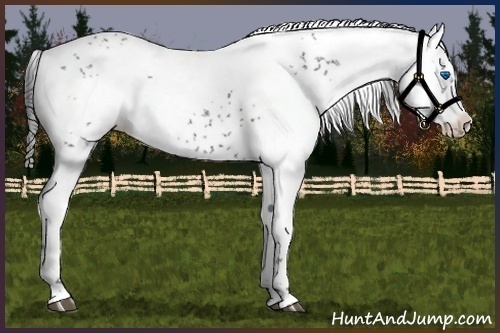 Horse Color:Black Frame 