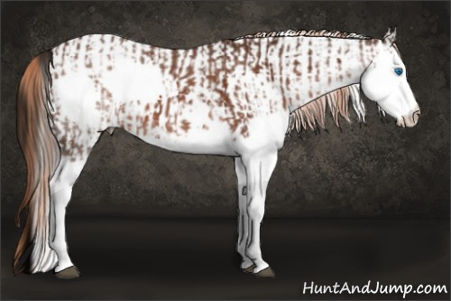 Horse Color:White Spotted Liver Chestnut Splash and White Spotted Liver Red Dun Splash