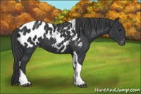 Horse Color:Black Tobiano Appaloosa 