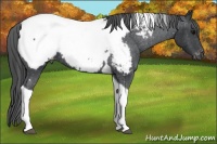 Horse Color:Black Tobiano Appaloosa 