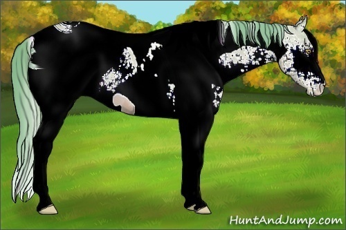 Horse Color:ERROR: UNKNOWN ANOMALY