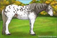 Horse Color:White Spotted Liver Chestnut Tobiano Appaloosa 
