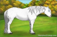 Horse Color:Blue Roan Frame 
