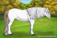 Horse Color:Brown Appaloosa Brindle