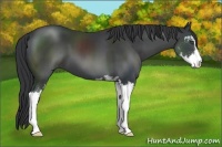 Horse Color:Black Sabino