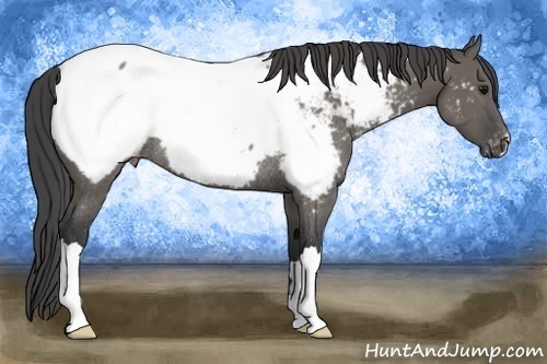 Horse Color:Grullo Appaloosa Rabicano 