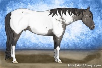 Horse Color:Grullo Appaloosa Rabicano