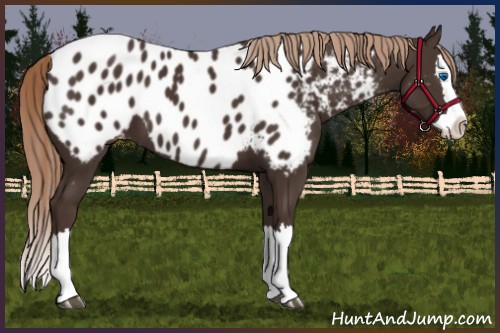 Horse Color:Liver Chestnut Sabino Splash Appaloosa 