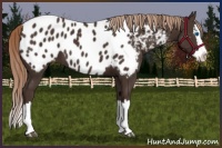 Horse Color:Liver Chestnut Sabino Splash Near Leopard