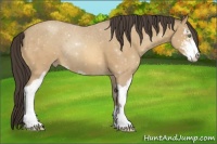 Horse Color:Amber Cream Champagne Sabino