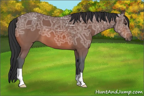 Horse Color:Bay Ice