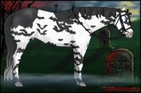 Horse Color:Black Sabino Splash
