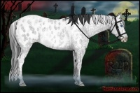 Horse Color:Black Sabino Splash Appaloosa 